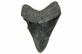 Serrated, Fossil Megalodon Tooth - South Carolina #328614-1